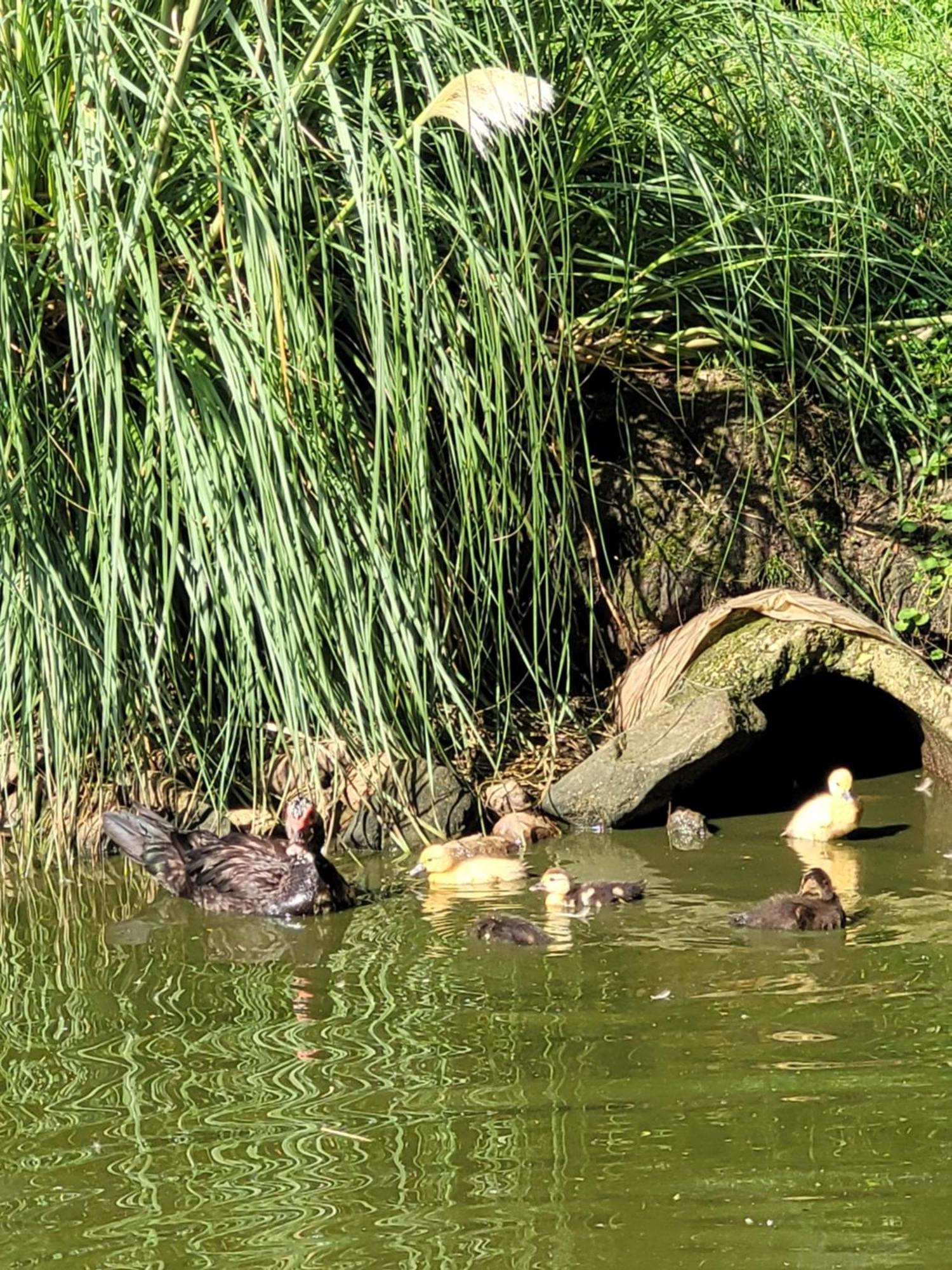 Onder De Lindeboom